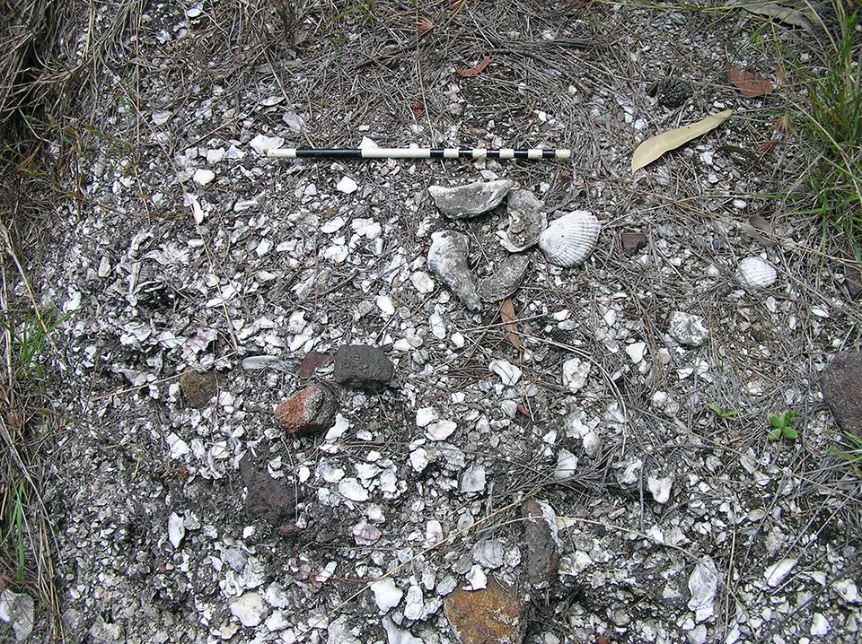 Aboriginal shell midden archaeological site in southeast Queensland with scale reference