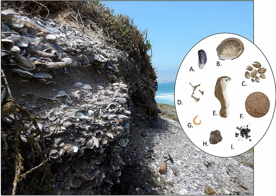 Shell midden archaeological materials including shells and cultural artifacts